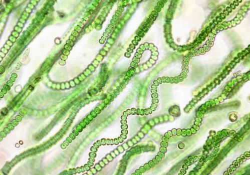 古代生物與石油形成 巨大儲量與生物來源的平衡解析